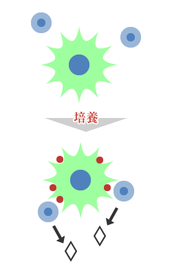 培養・発色・カウント